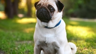 Improve Your Pug's Behavior