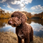 Is the Lagotto Romagnolo Really Hypoallergenic? Discover the Truth!