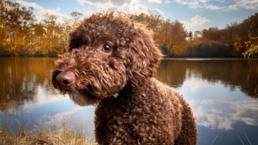 Is the Lagotto Romagnolo Really Hypoallergenic? Discover the Truth!