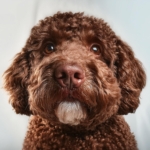 Lagotto Romagnolo Personality Traits