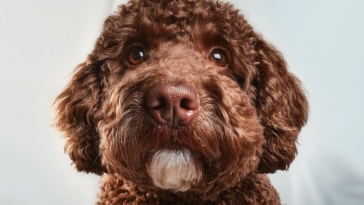 Lagotto Romagnolo Personality Traits