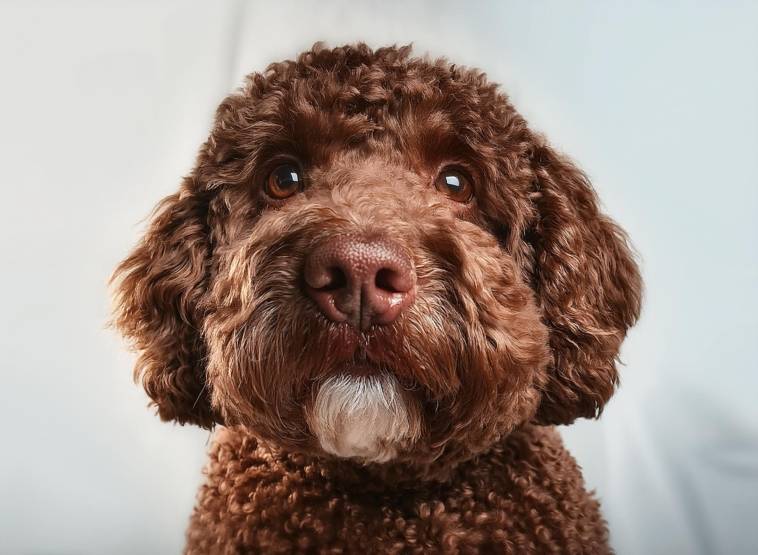 Lagotto Romagnolo Personality Traits