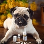 Recognize Allergies in Pugs