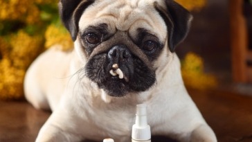 Recognize Allergies in Pugs