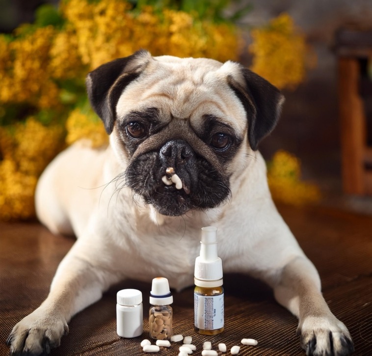 Recognize Allergies in Pugs