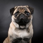 Pug Tales A Look into the History and Legacy