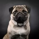 Pug Tales A Look into the History and Legacy