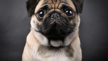 Pug Tales A Look into the History and Legacy