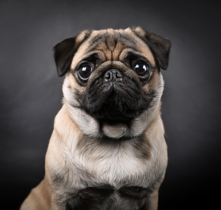 Pug Tales A Look into the History and Legacy