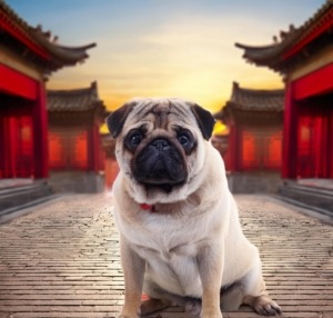 Pug Tales in Ancient China