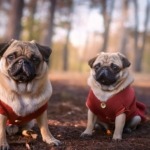 Pugs in Costumes Capturing the Funniest Reactions