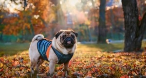 Pugs in Costumes Capturing the Funniest Reactions