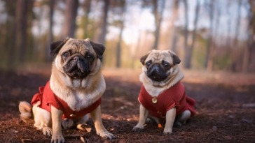 Pugs in Costumes Capturing the Funniest Reactions