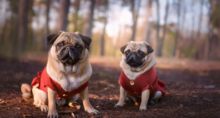 Pugs in Costumes Capturing the Funniest Reactions