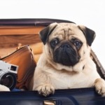 pug travel