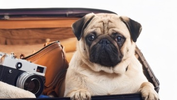 pug travel