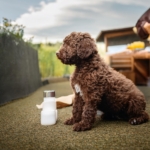 Essential Products Every Lagotto Romagnolo Puppy Needs