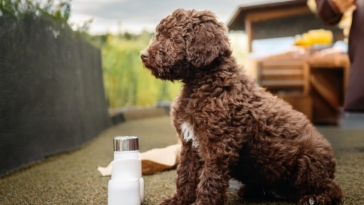 Essential Products Every Lagotto Romagnolo Puppy Needs