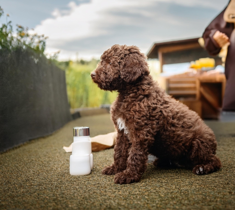 Essential Products Every Lagotto Romagnolo Puppy Needs