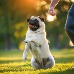 A Pug training with Master