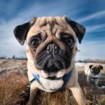 Adopt Pugs