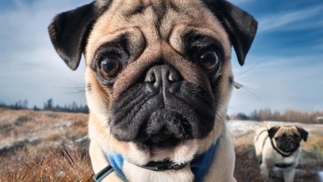 Adopt Pugs