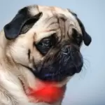 Arthritis in Pug