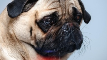 Arthritis in Pug