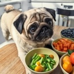 Best food for pugs