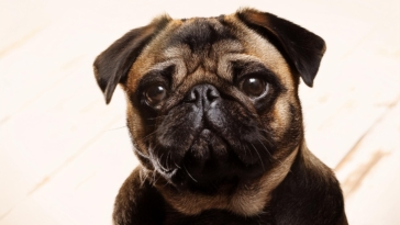 best dog food for pug