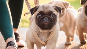 pug puppy