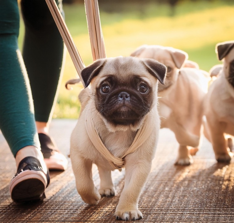 pug puppy