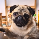 Diet to Your Pug