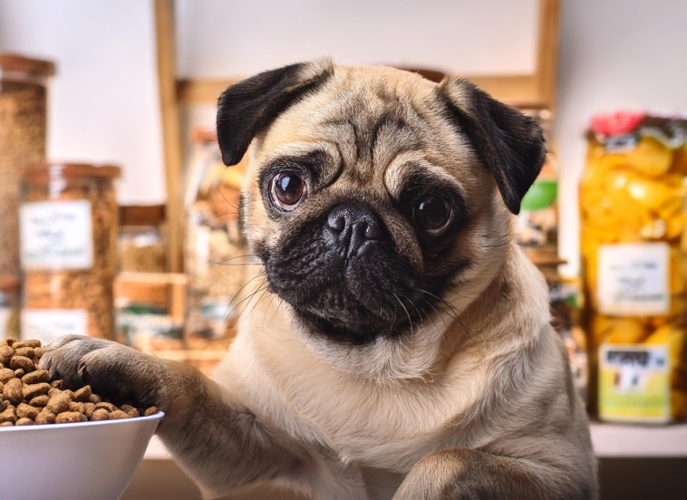 Diet to Your Pug