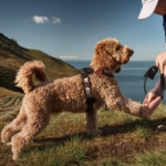 clicker training Lagotto Romagnolo