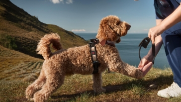 clicker training Lagotto Romagnolo