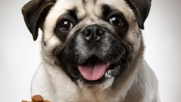 Best Dog Food for Pugs