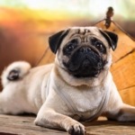 Pugs Breed