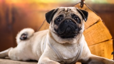 Pugs Breed