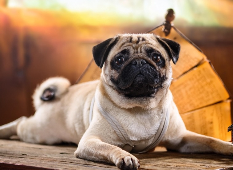 Pugs Breed