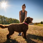 Reasons to Adopt Lagotto Romagnolo