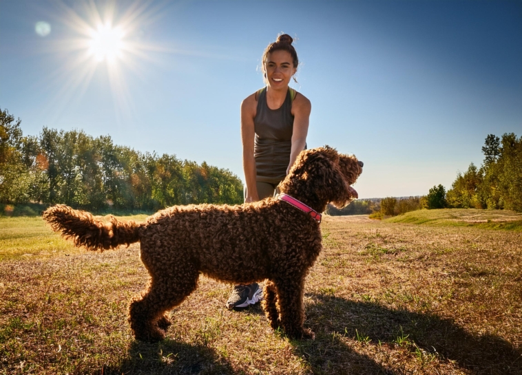 Reasons to Adopt Lagotto Romagnolo