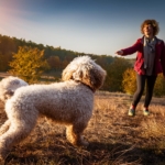 Lagotto Romagnolo temperament