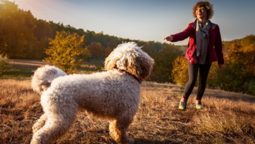 Lagotto Romagnolo temperament