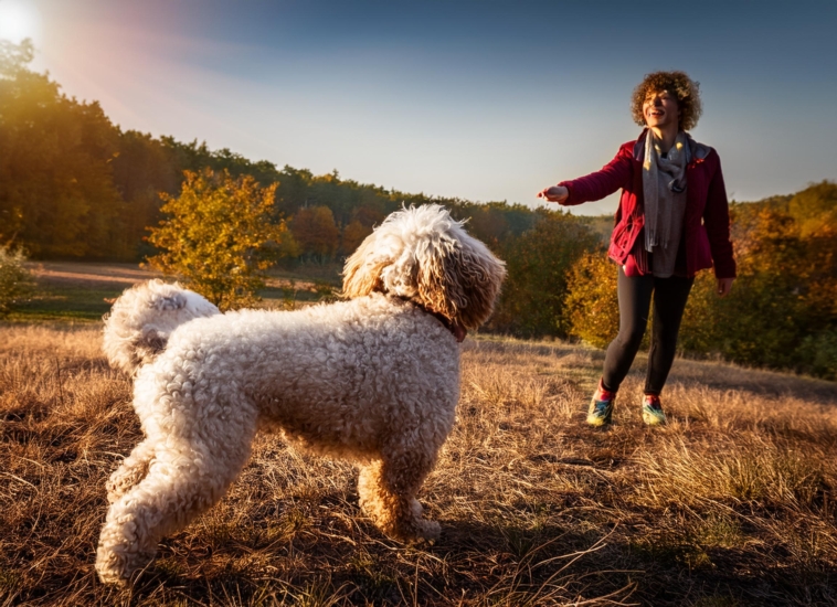 Lagotto Romagnolo temperament