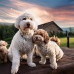 Lagotto Romagnolo Family Suitability