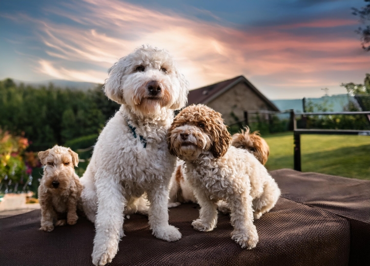 Lagotto Romagnolo Family Suitability