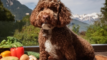 Lagotto Romagnolo’s Diet