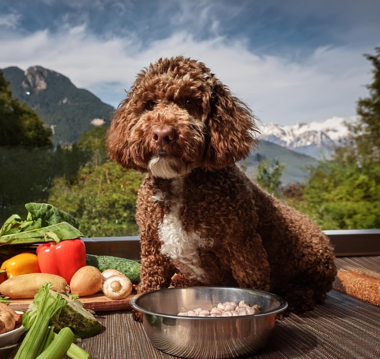 Lagotto Romagnolo’s Diet