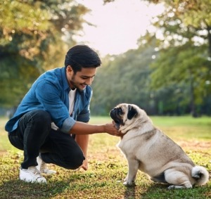 Improve Your Pug's Behavior